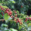 STC Coffee Ethiopia Hamasho Natural
